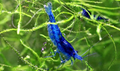 Blue Dream Neocaridina