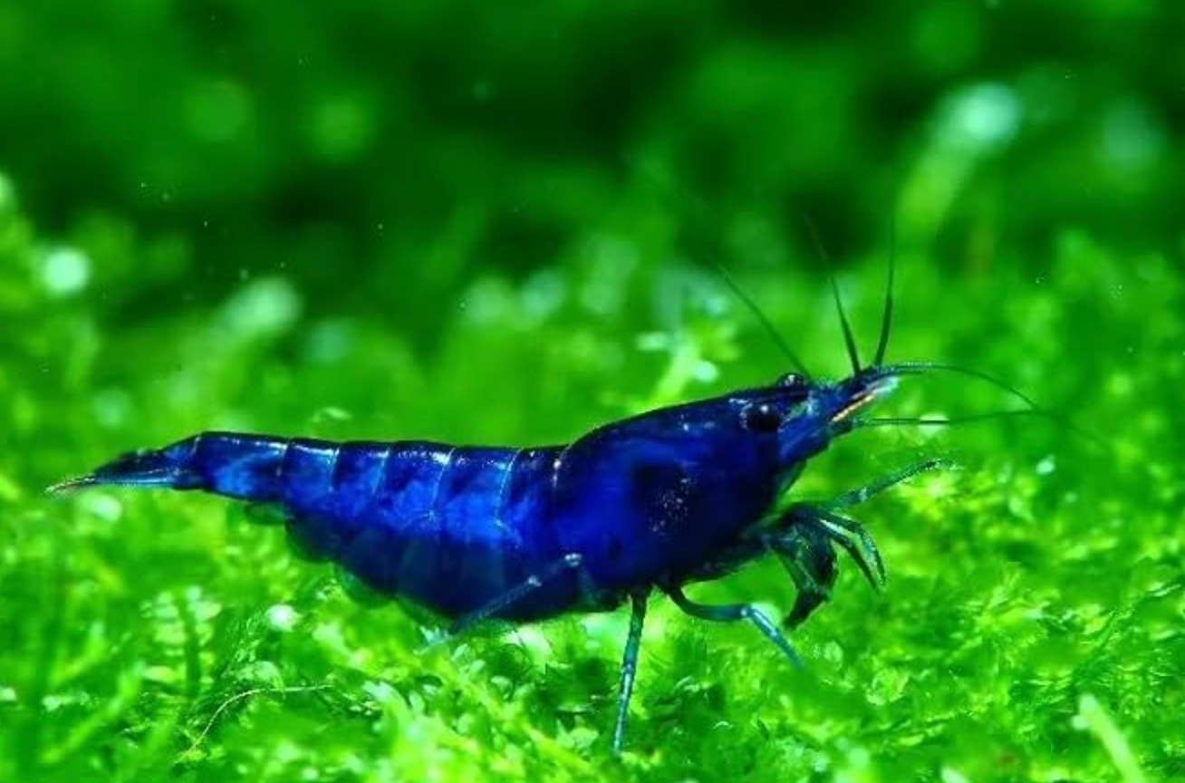 Blue Dream Neocaridina