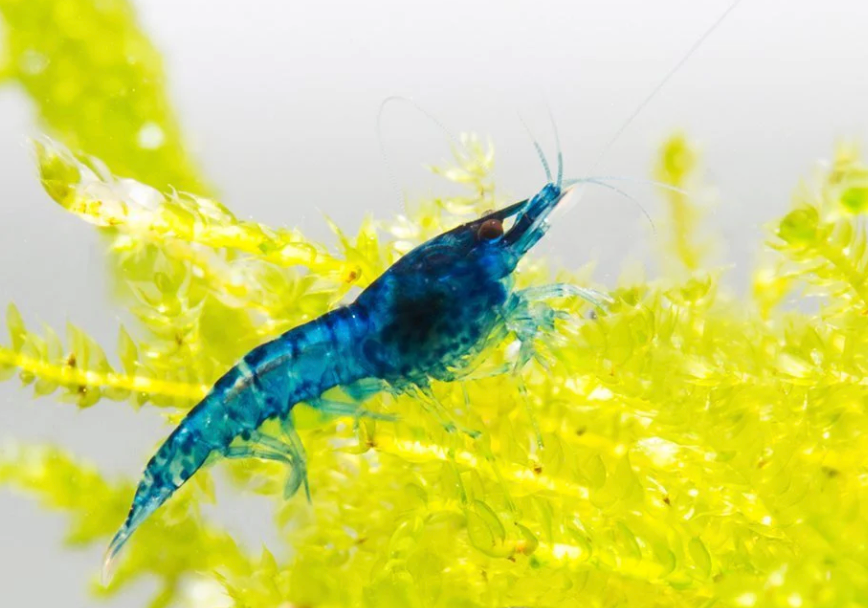 Blue Dream Neocaridina