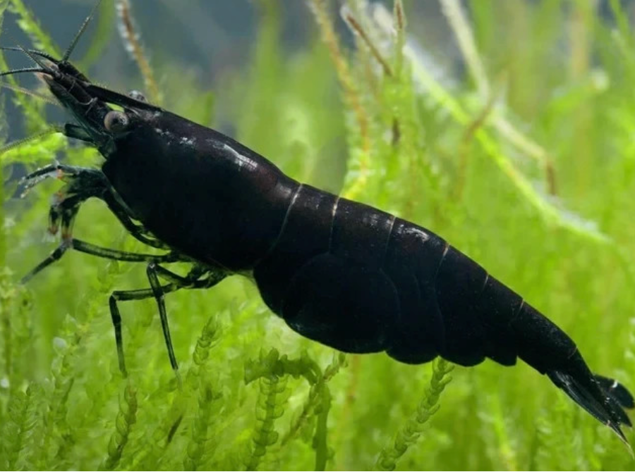 Genuine Black Rose Neocaridina