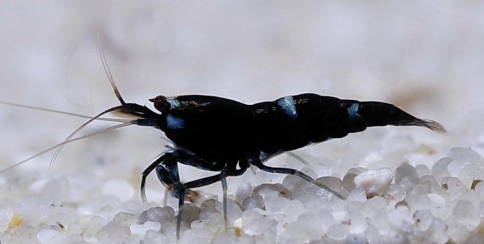 Genuine Black Rose Neocaridina