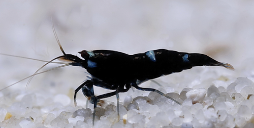 Genuine Black Rose Neocaridina