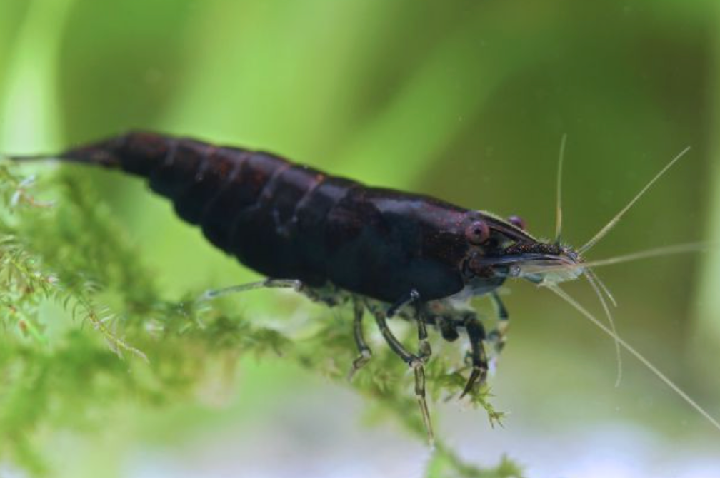 Genuine Black Rose Neocaridina